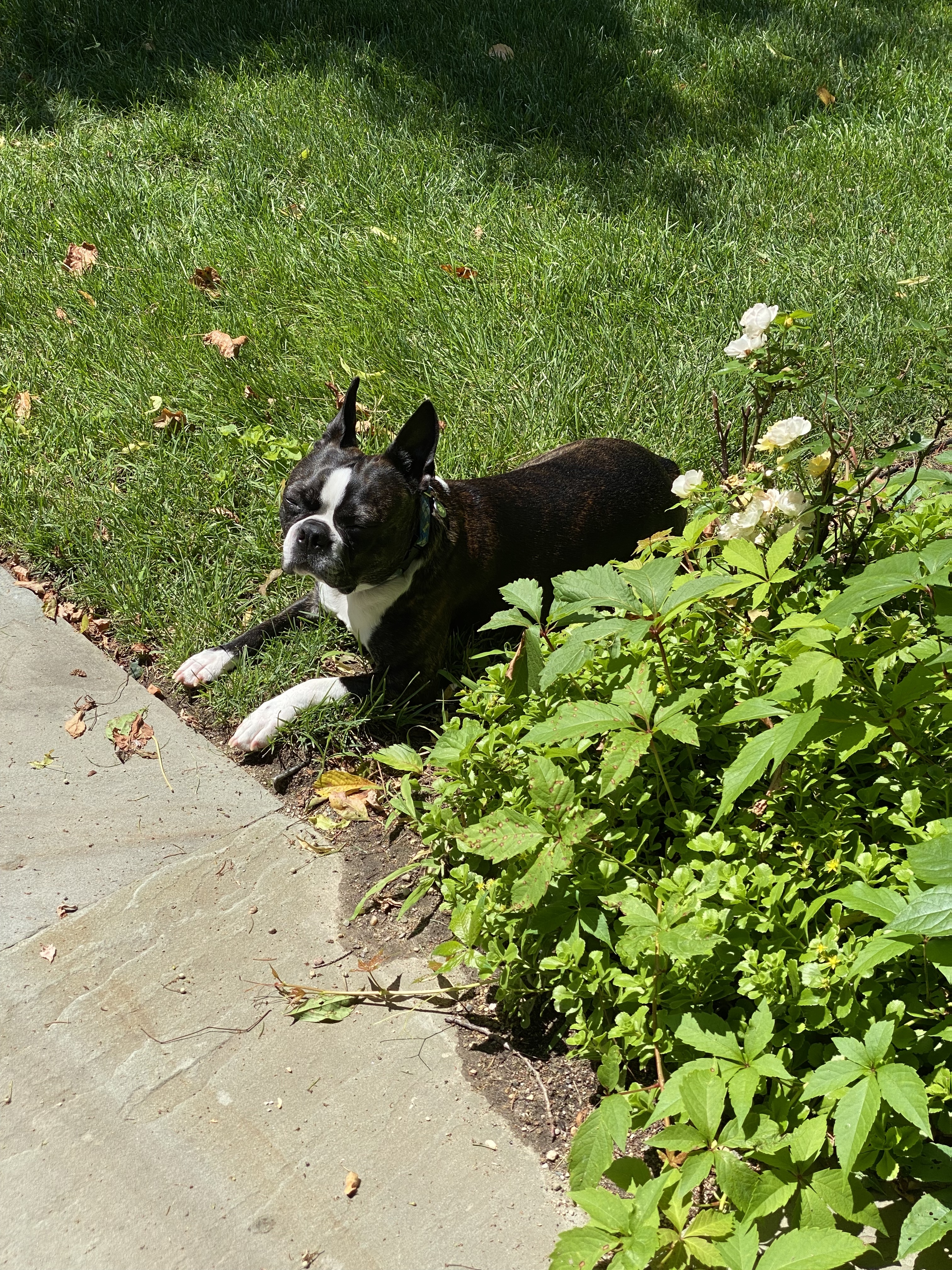 Fitz laying out on the lawn in the grass. 