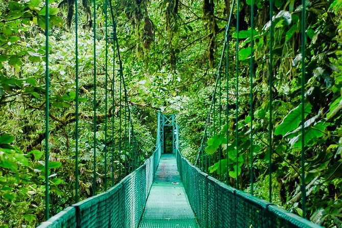 An image of a bridge hanging above the cloud forest canopy in Monteverde.