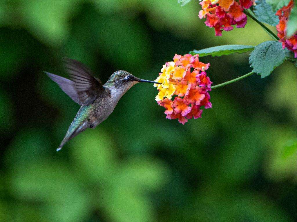 A hummingbird with green feathers drinking from a pink and orange flower.