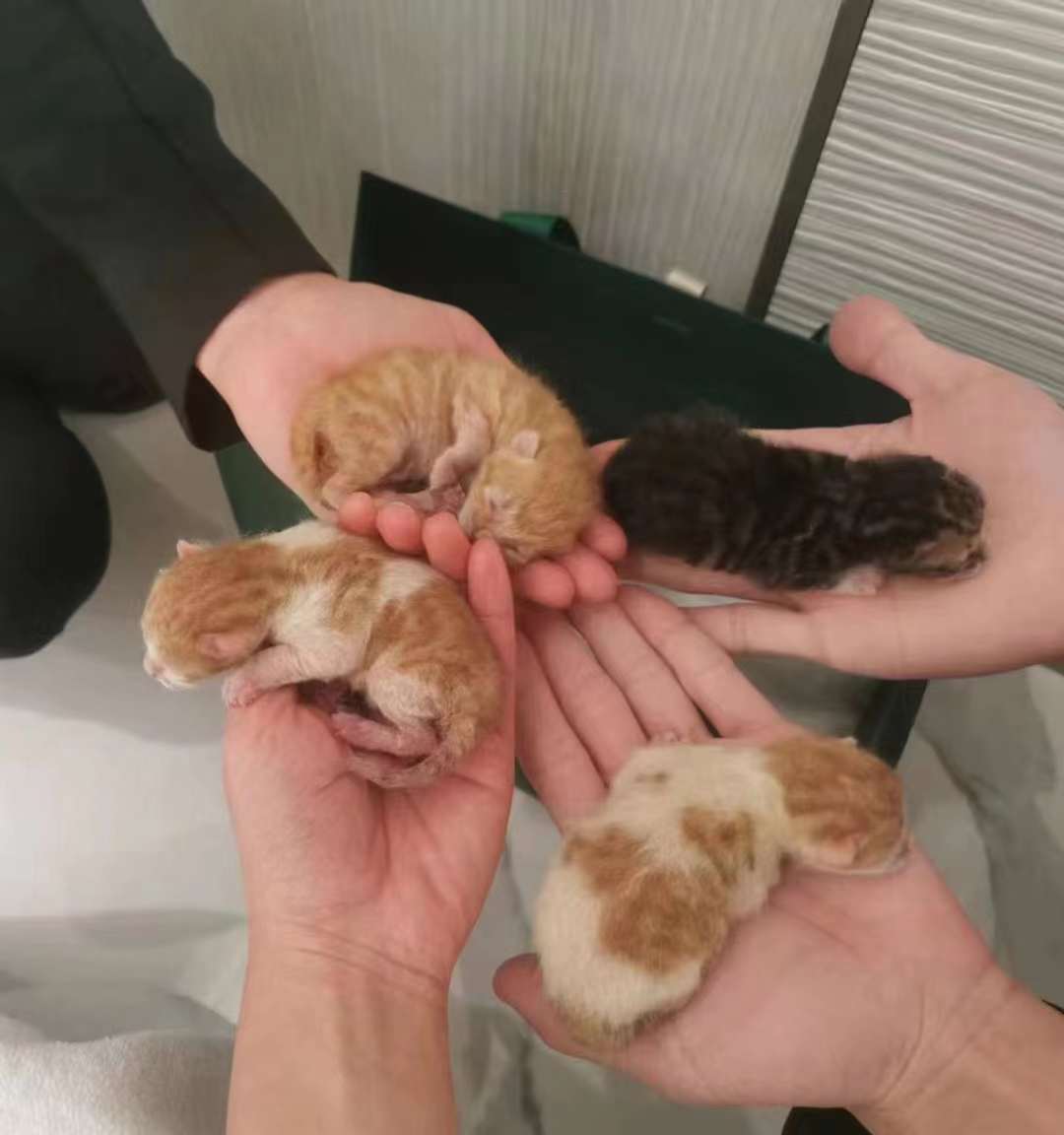 Photos of Sprout when he was born with his siblings