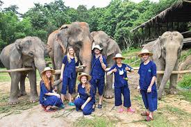 several elephants and smiley volunteers in the forest