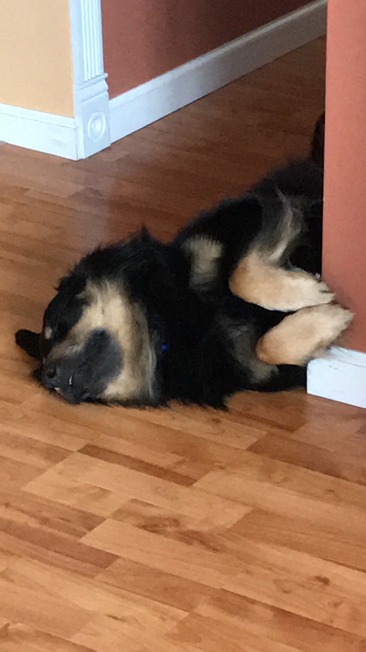 Black and brown dog asleep on his side