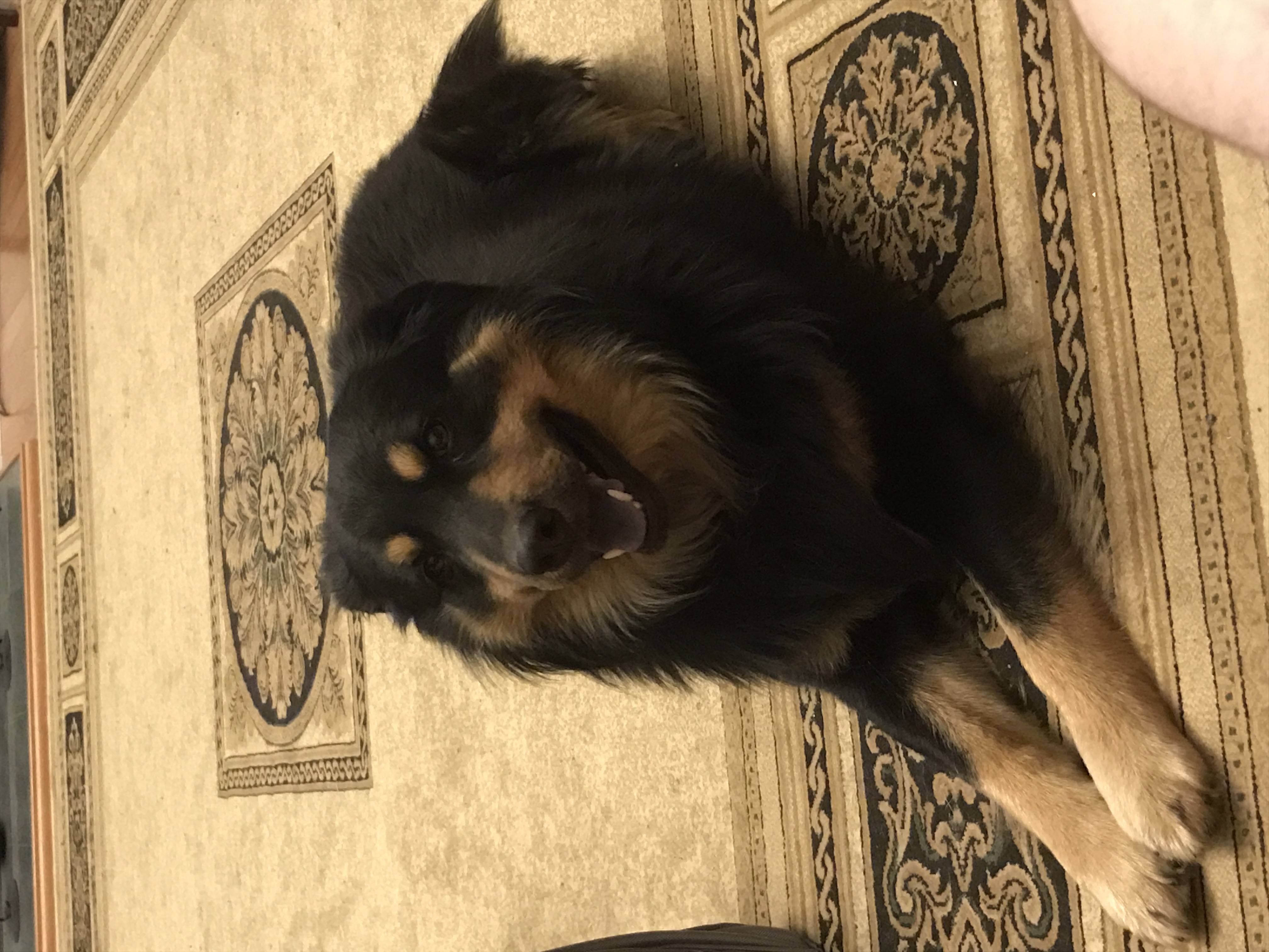 A black and brown dog laying on a rug