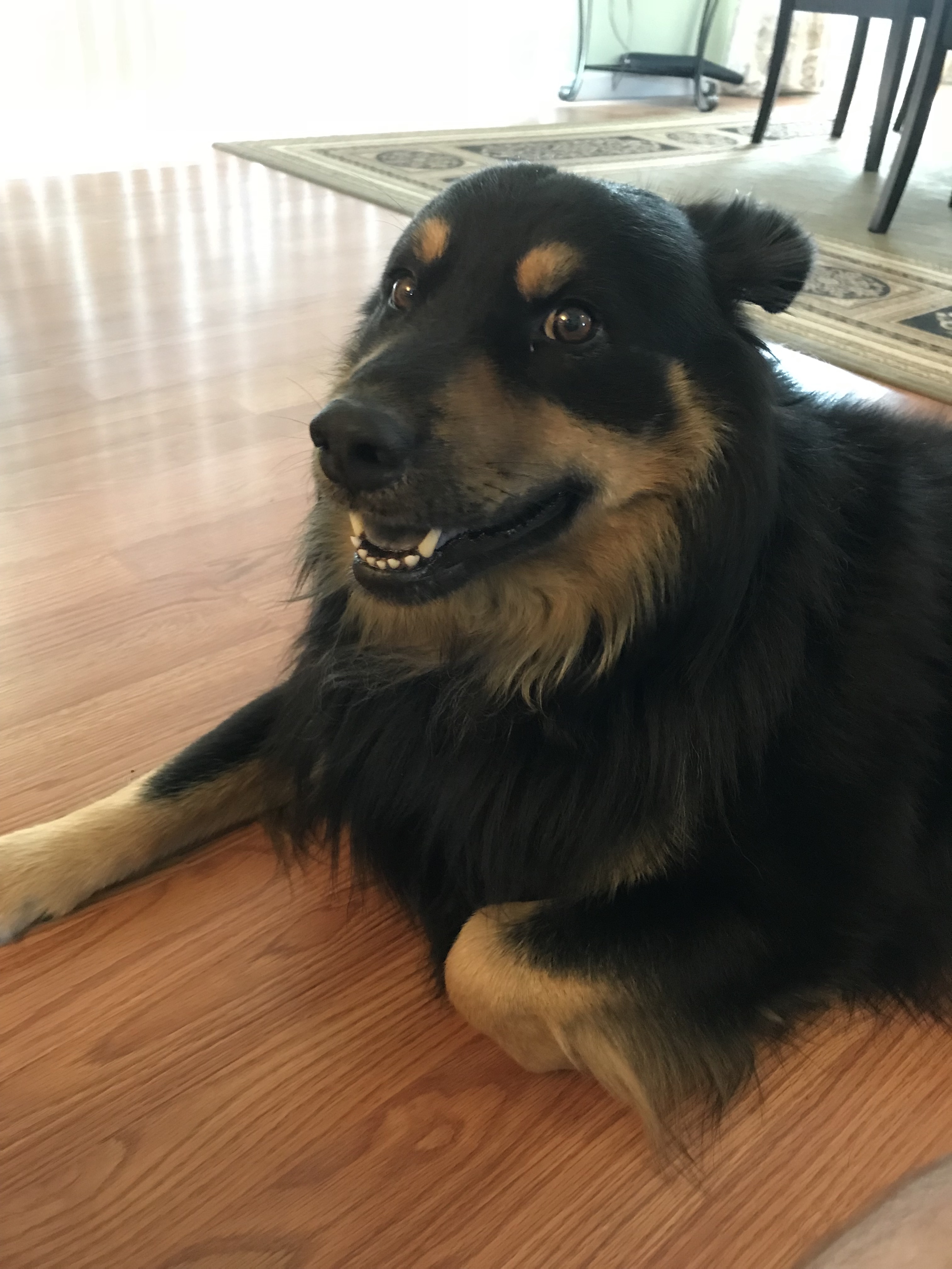 A black and brown dog laying on a wood floor