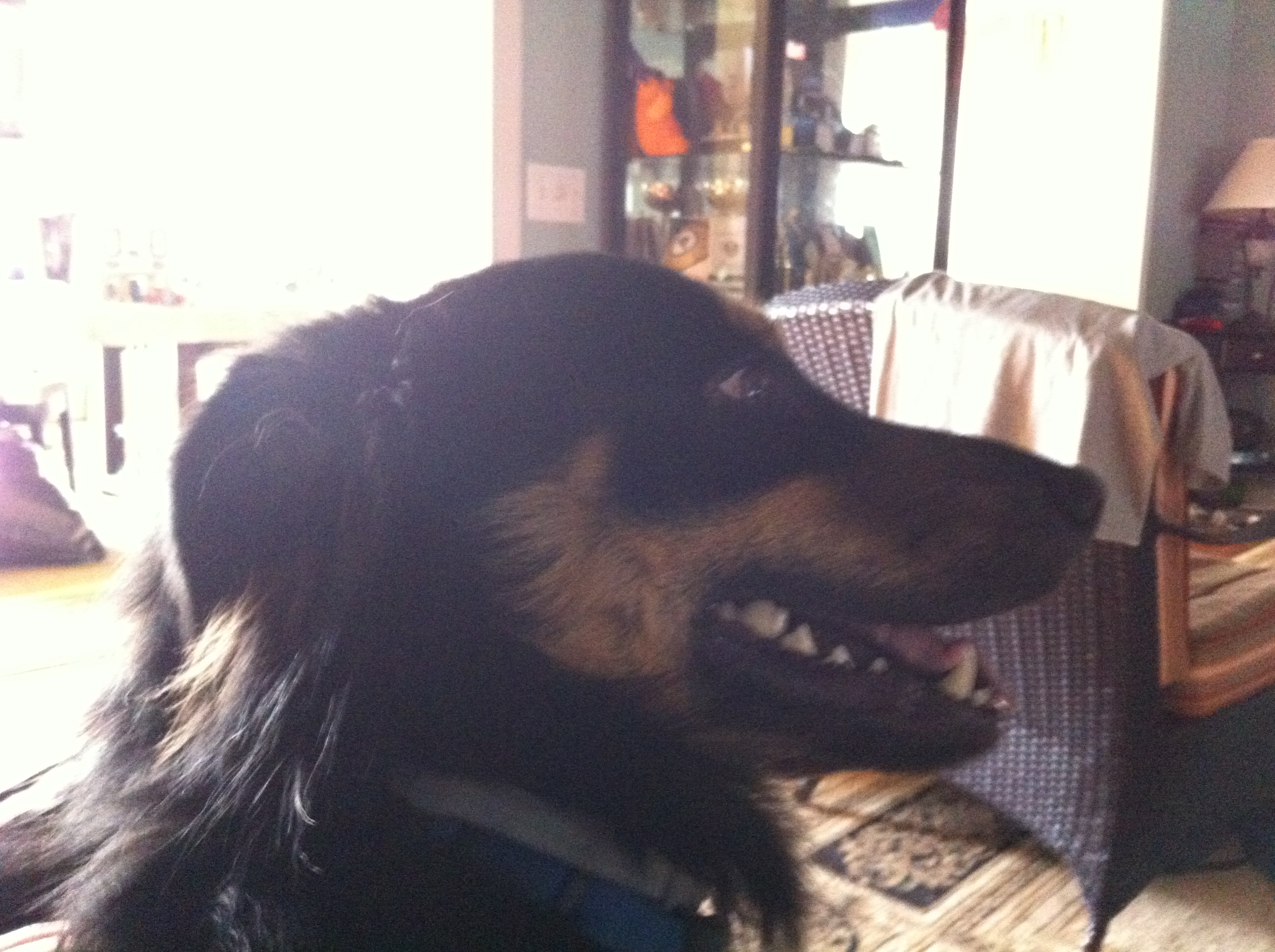 A profile perspective of a black and brown dog from shoulders up