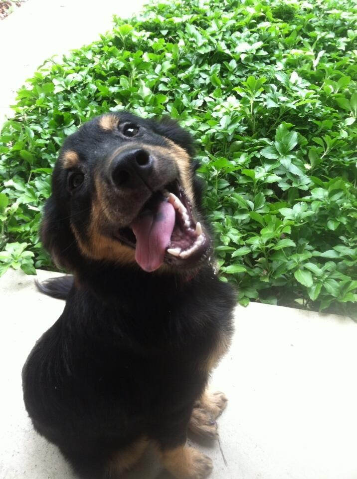 A young black and brown dog with his tongue hanging out