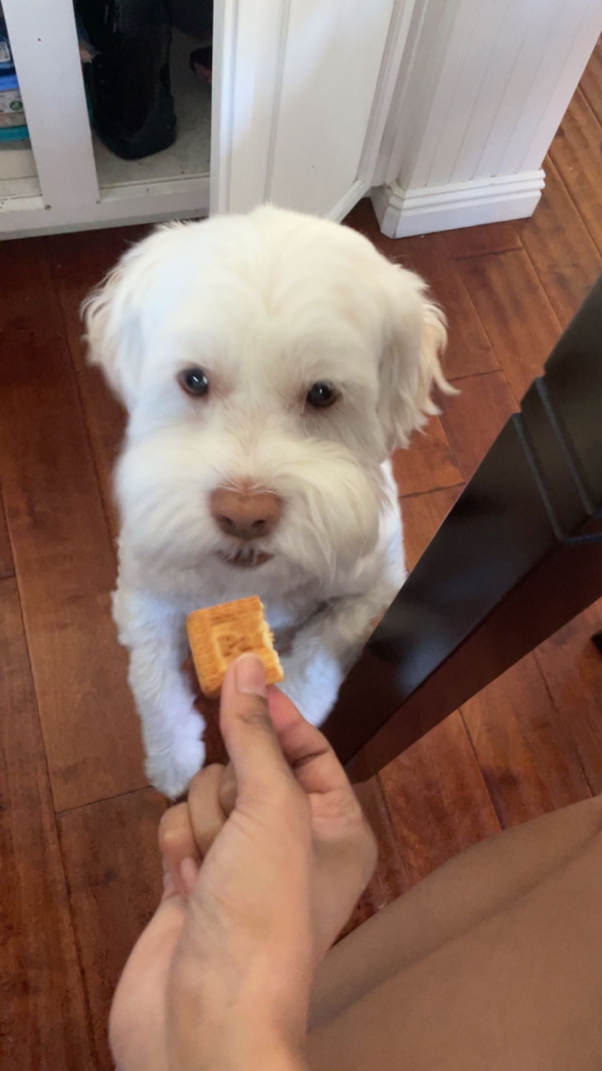 Pluto the dog standing up to eat a cookie.