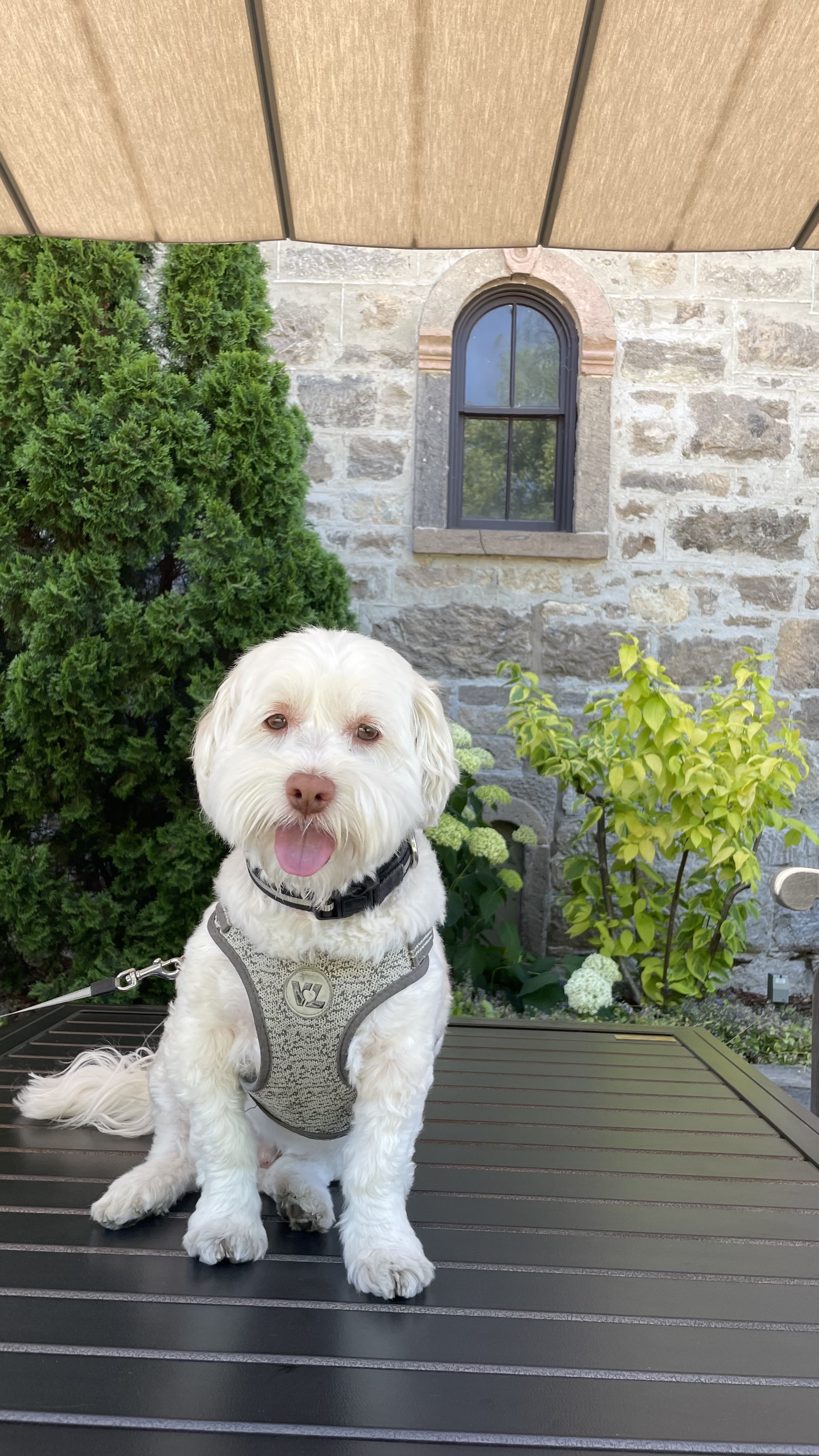 Pluto sitting and posed on top of a table