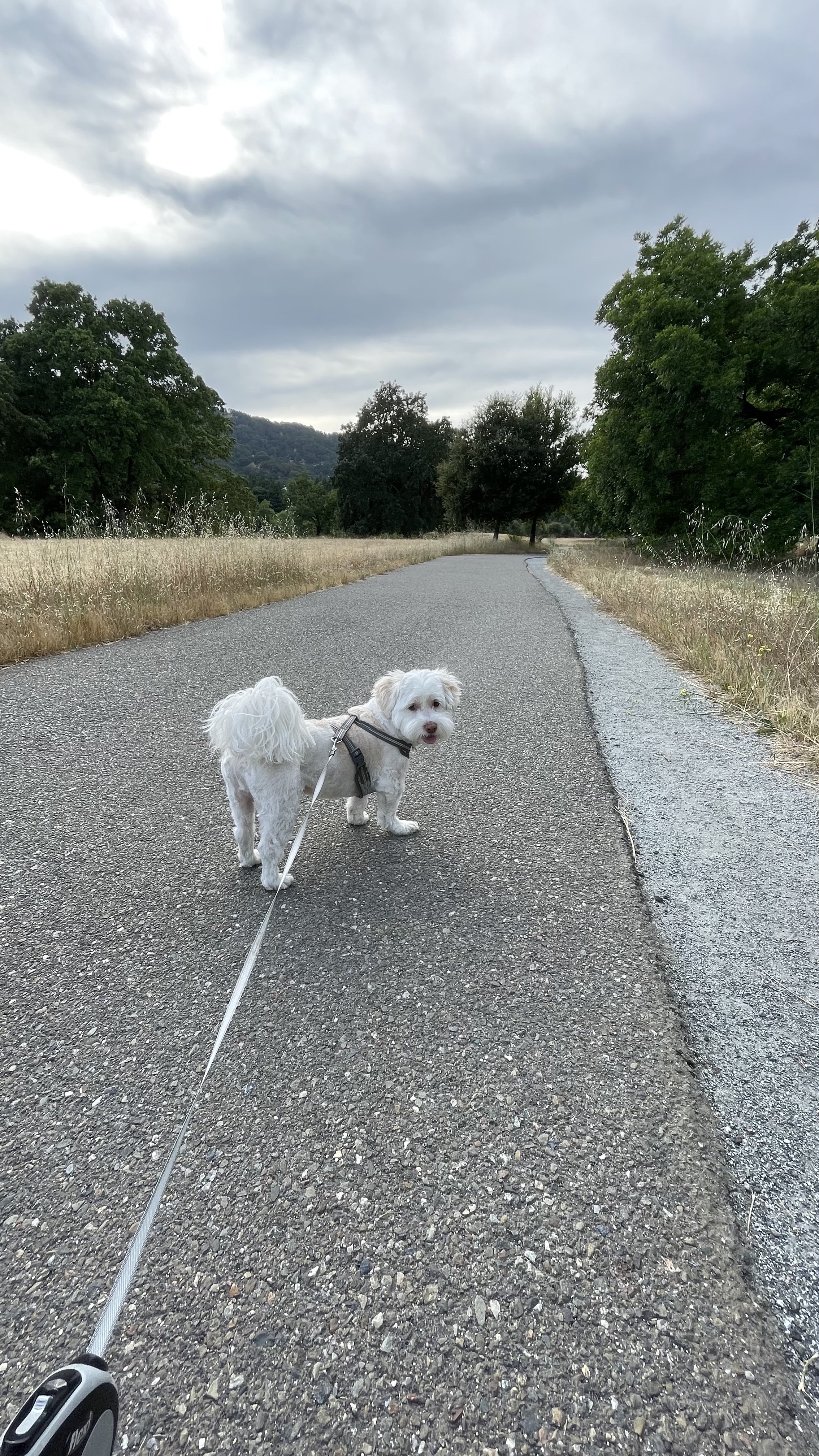 Pluto the dog on a walking trail.